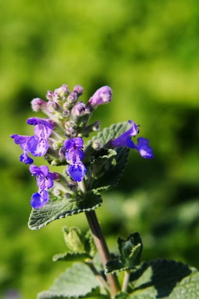 Непета/Котовник Фассена ‘Лагуна Блю’|Nepeta faassenii ‘Laguna Blue’|Непета/Котовник Фассена ‘Лагуна Блю’